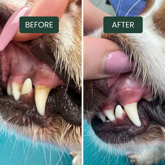 BrightBite™ Dental Powder